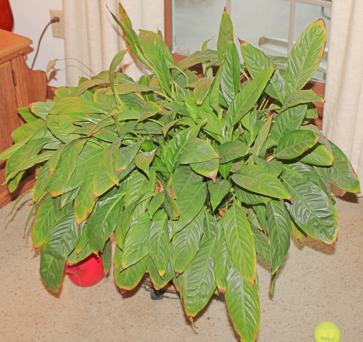 Image for TRUST ORDERED ESTATE AUCTION