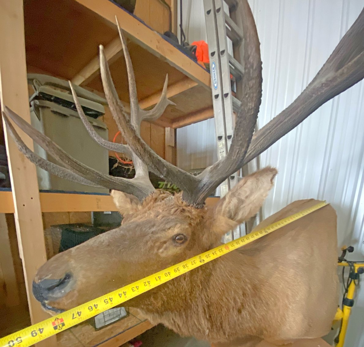 Image for MEGA COLLECTOR'S ESTATE AUCTION