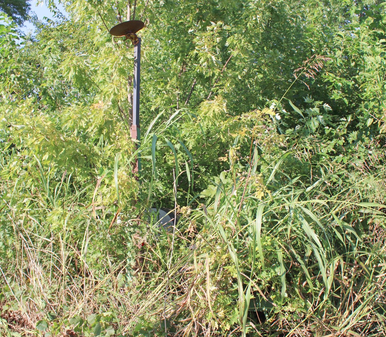 Image for FARM AUCTION