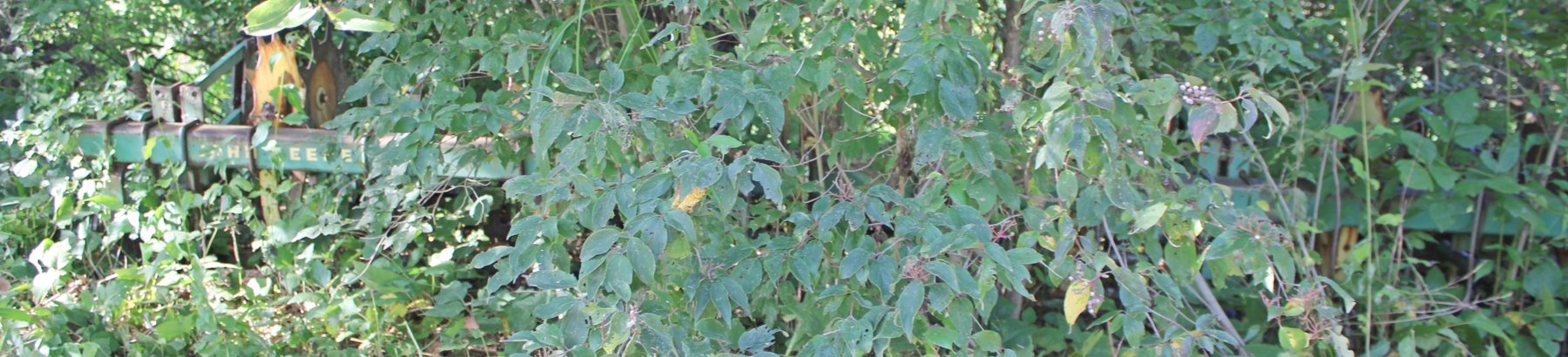 Image for FARM AUCTION