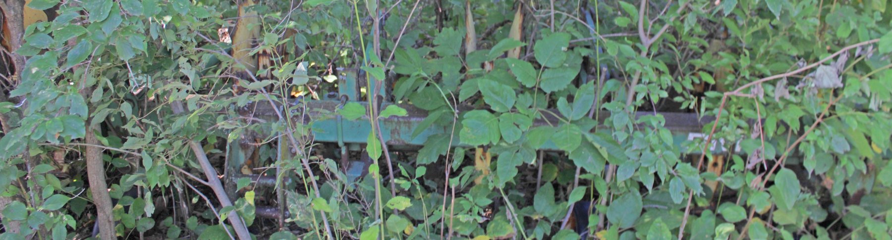 Image for FARM AUCTION