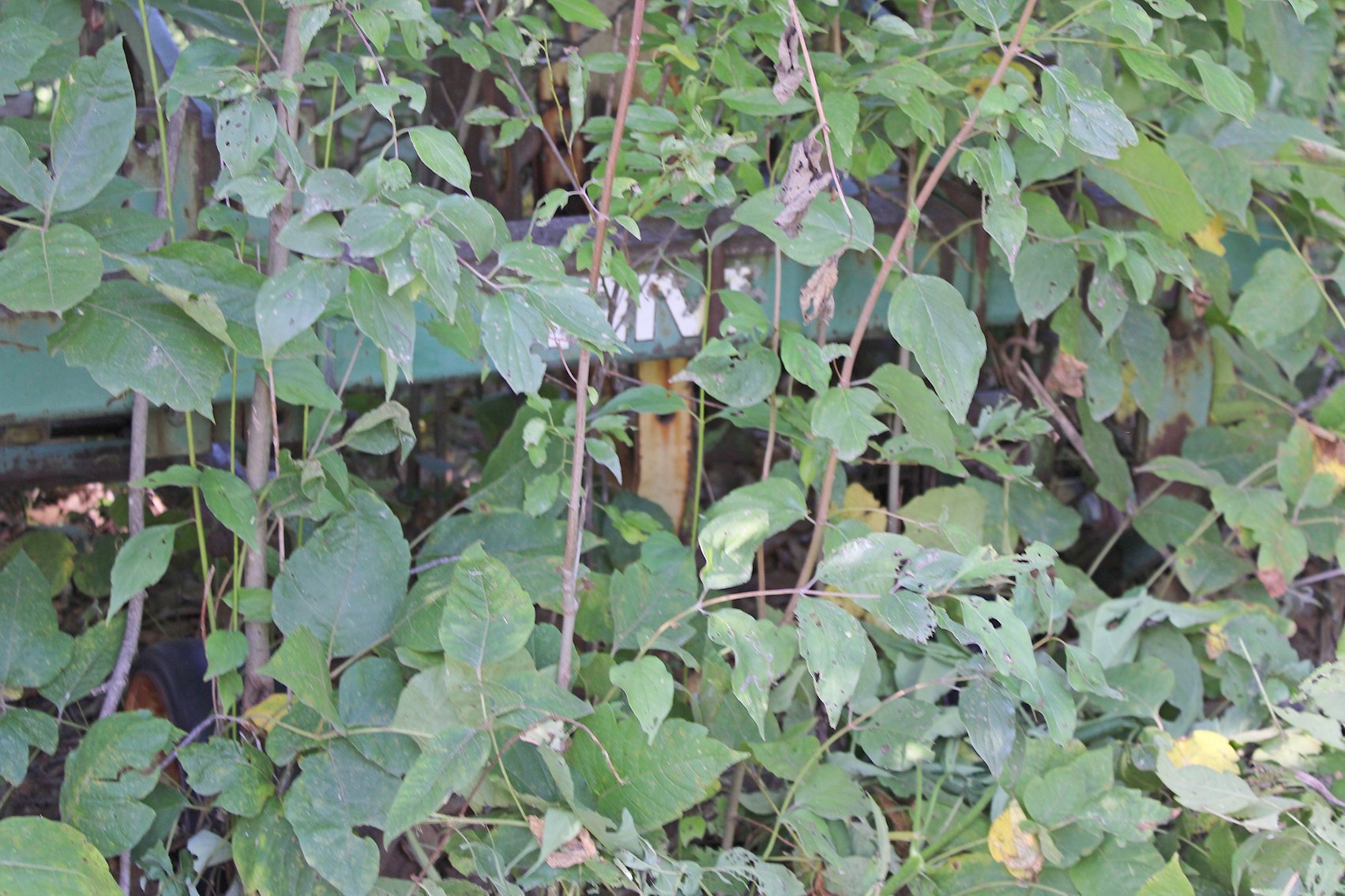 Image for FARM AUCTION