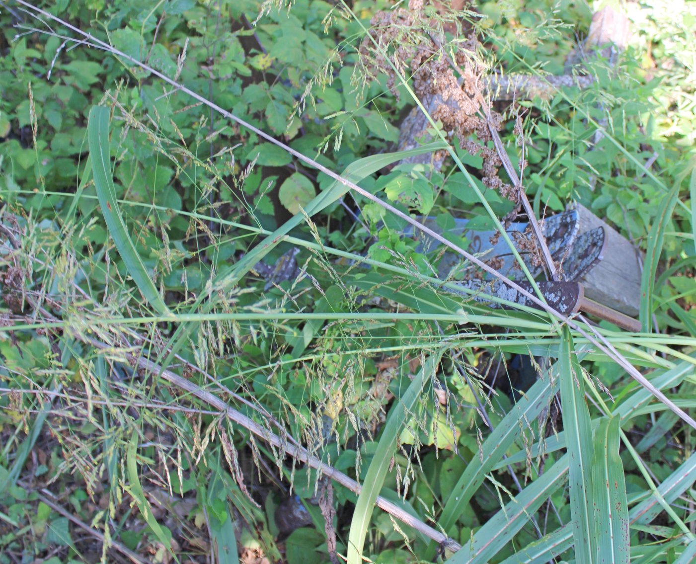 Image for FARM AUCTION