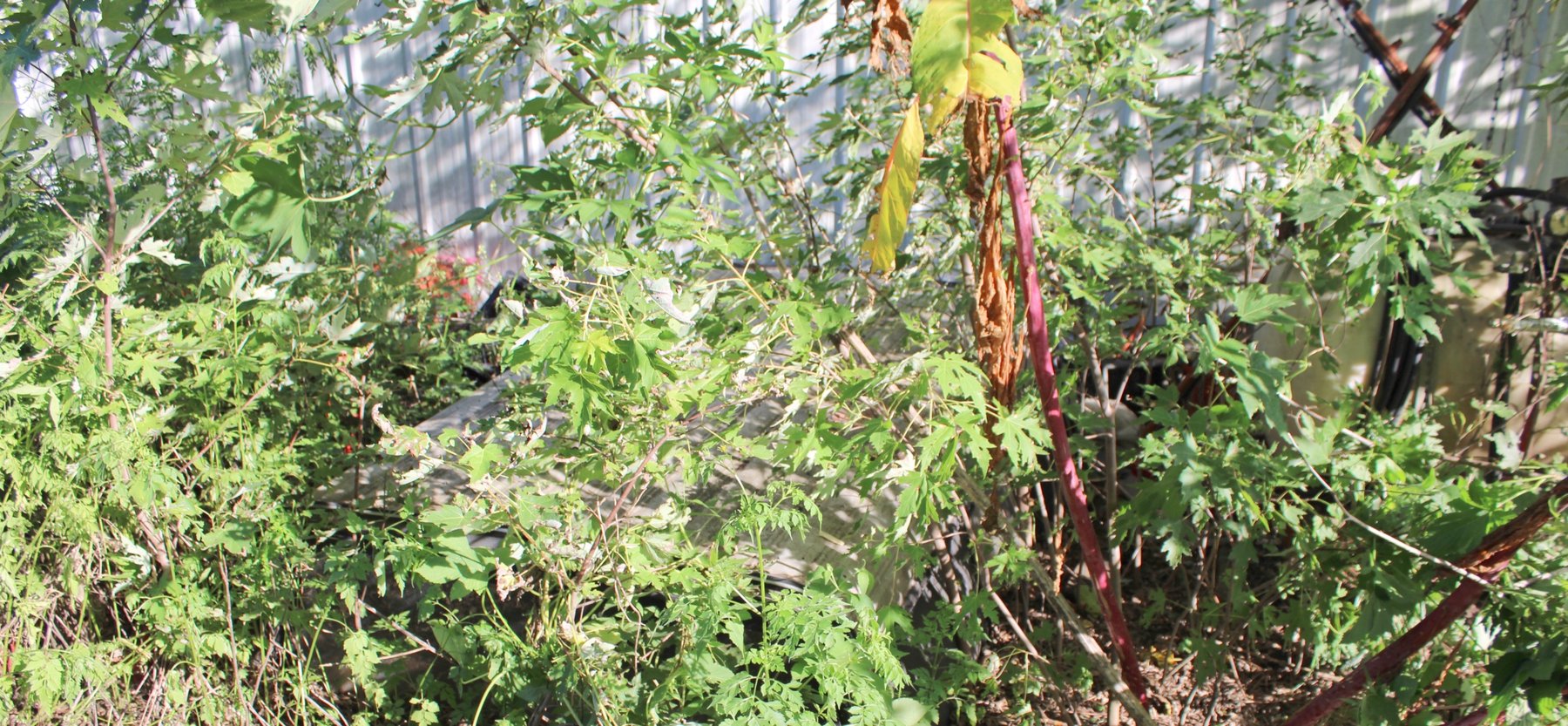 Image for FARM AUCTION