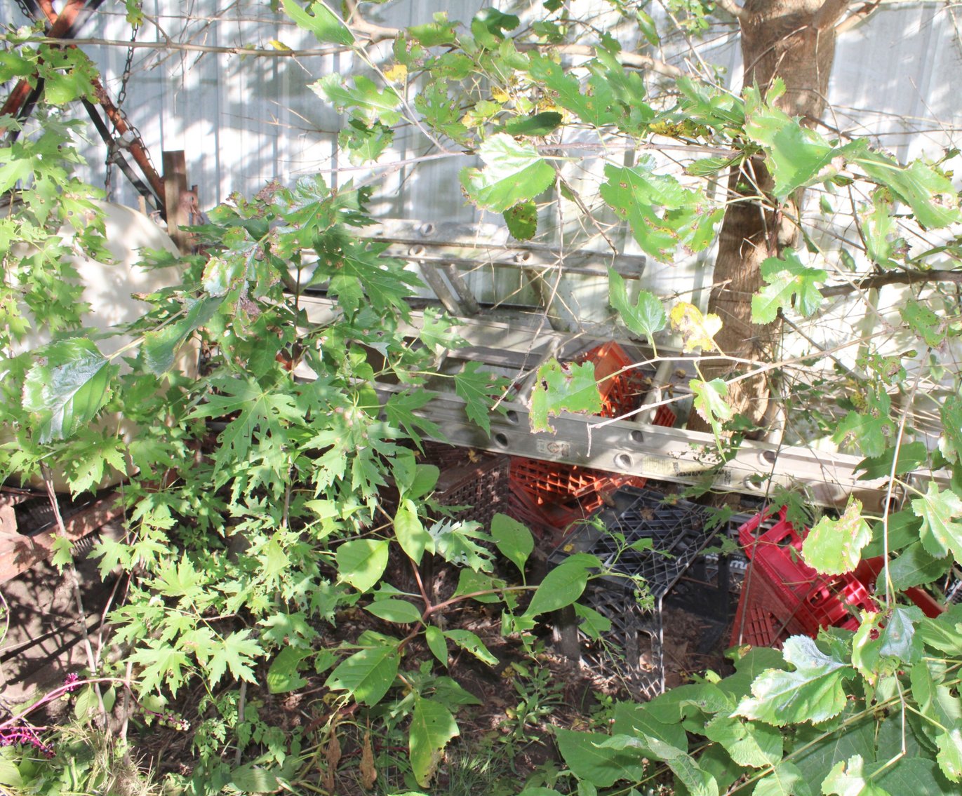 Image for FARM AUCTION