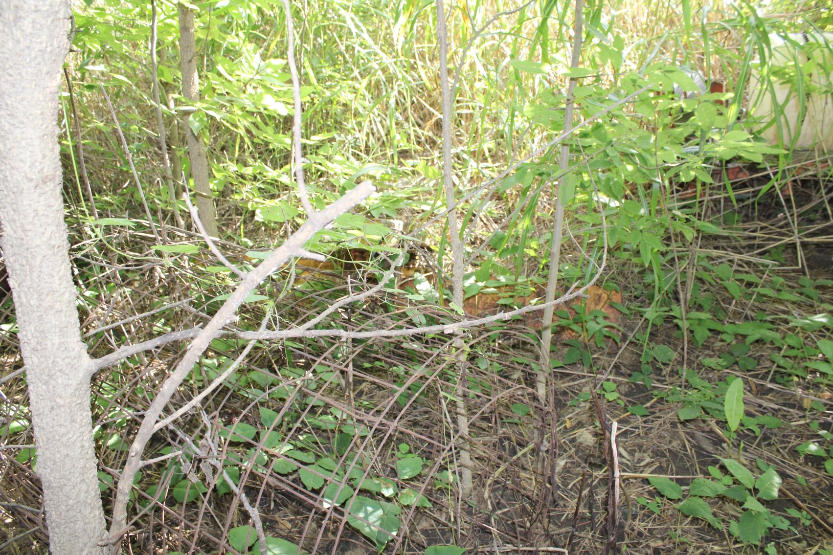 Image for FARM AUCTION