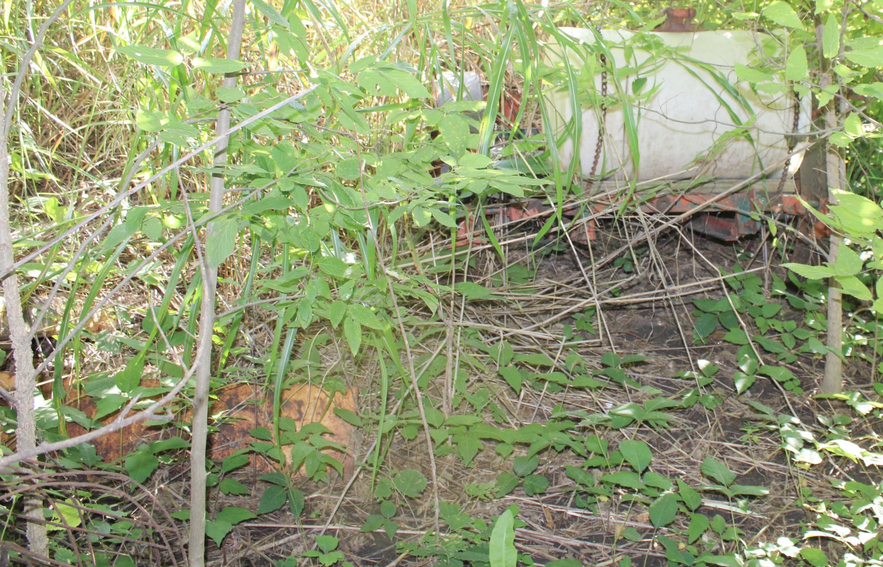 Image for FARM AUCTION