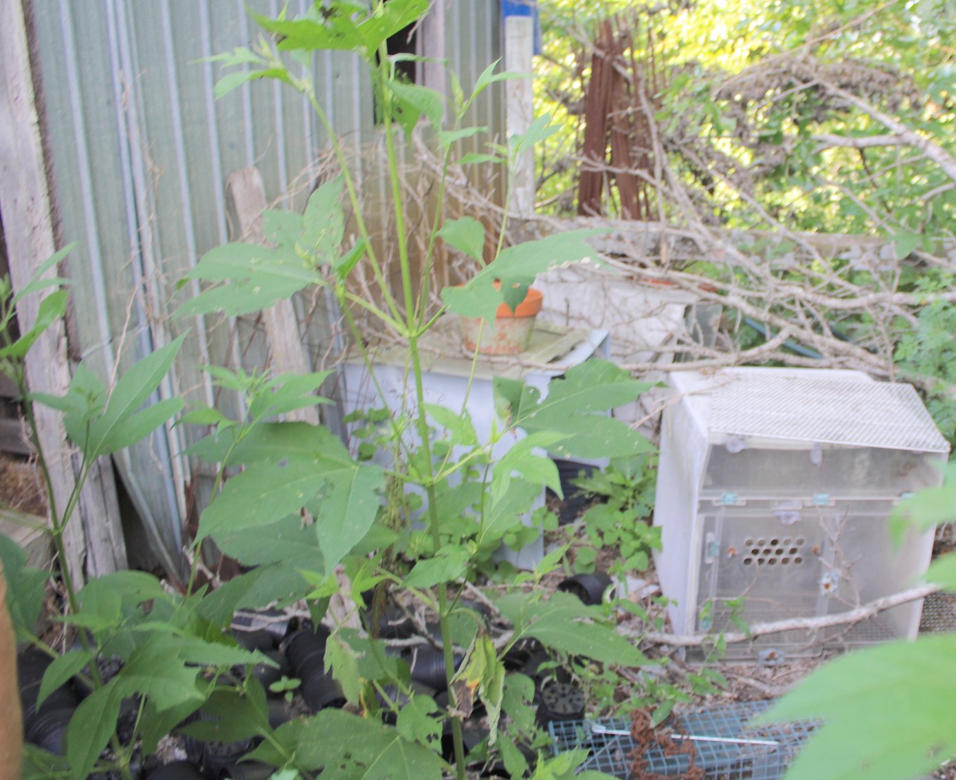 Image for FARM AUCTION