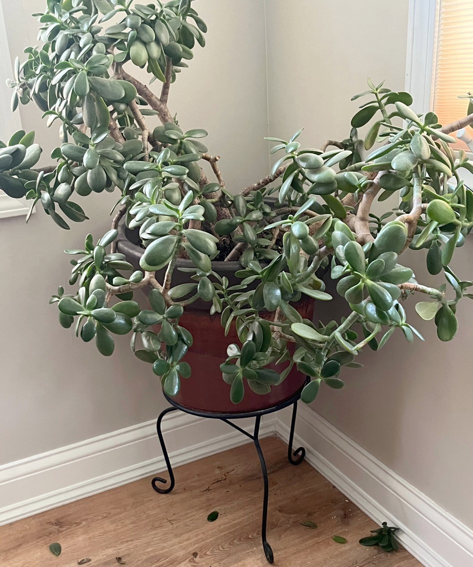 Image for SHORT NOTICE LIVING ESTATE AUCTION