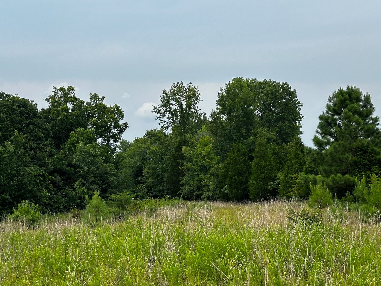 Image for 34.198 +/- Acres・Coal Creek Road・Hopkinsville・KY