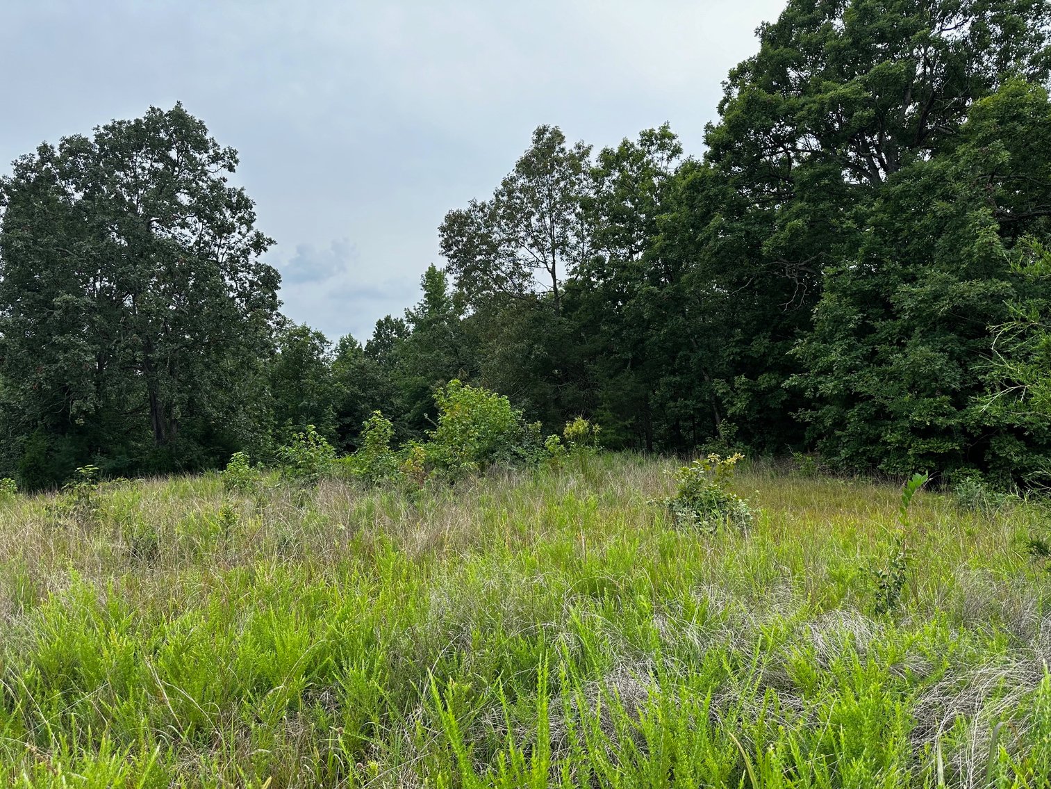 Image for 34.198 +/- Acres・Coal Creek Road・Hopkinsville・KY