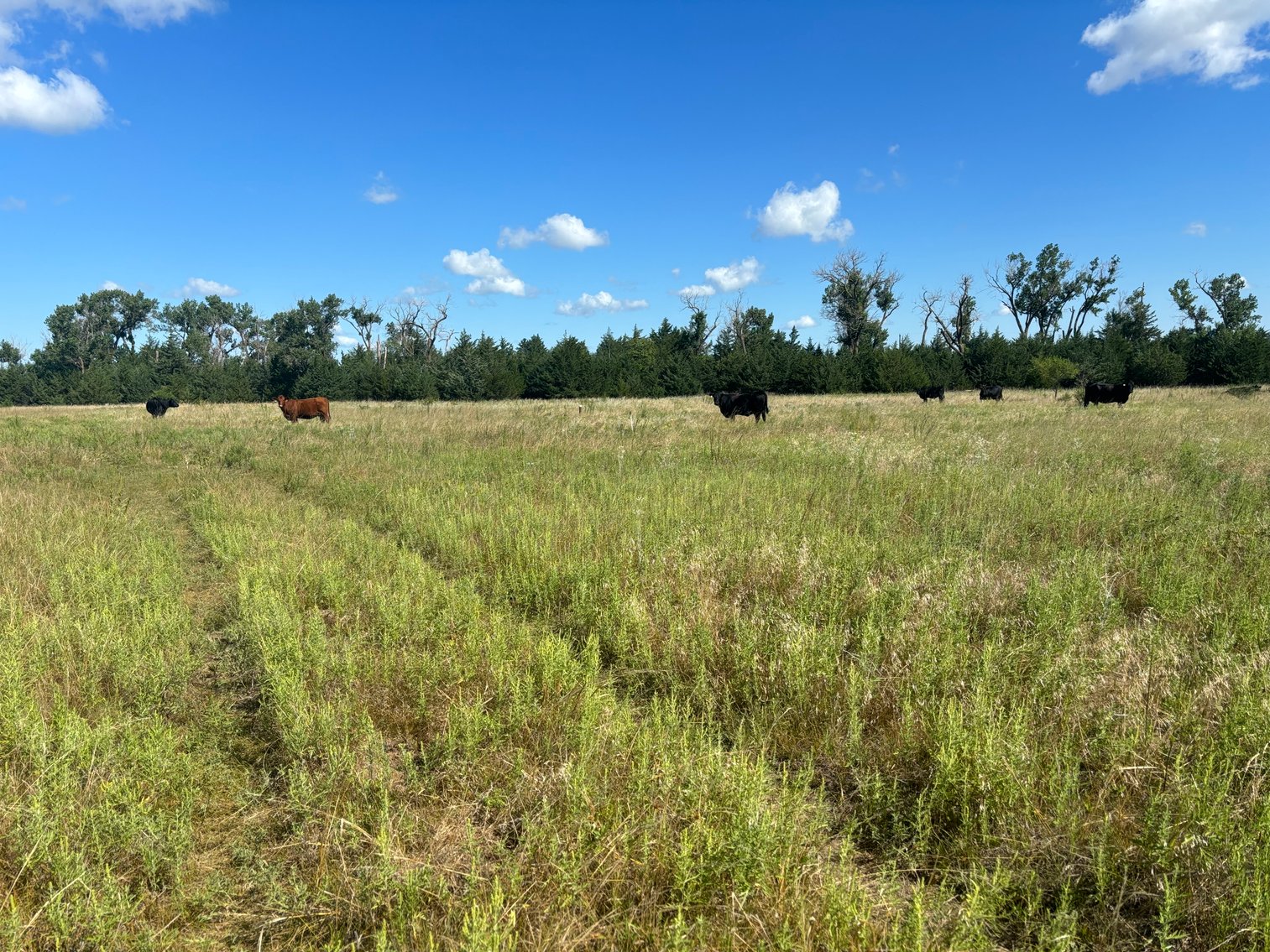 Image for 80+/- Acres in Northeastern Holt County, NE