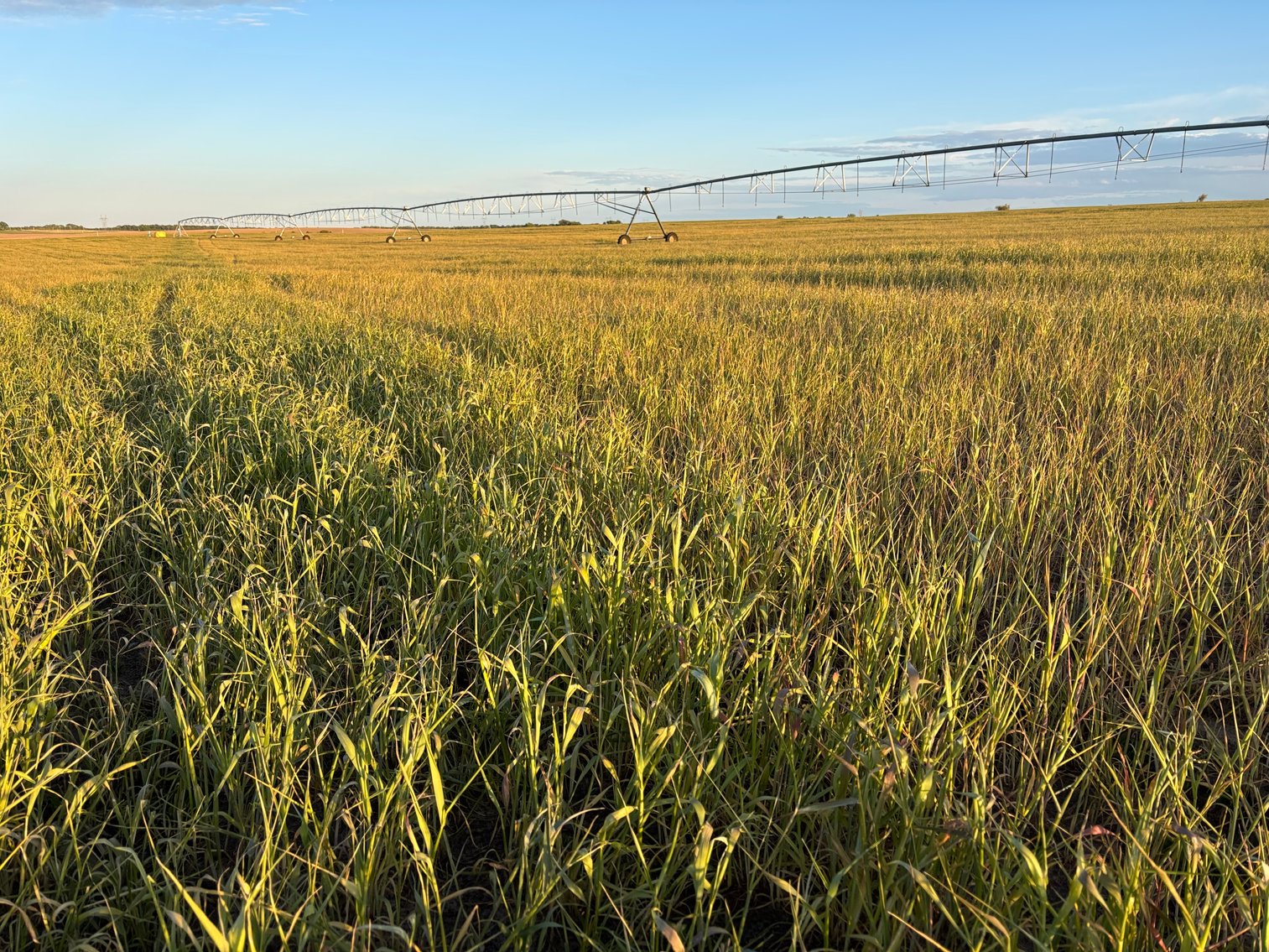 Image for 160+/- Acres in Holt County East of Page, NE