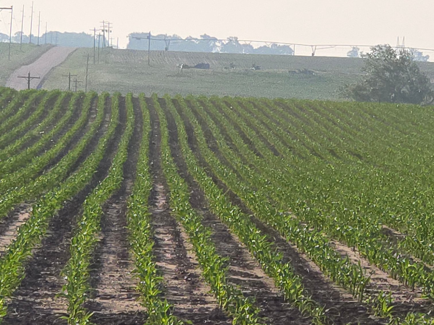 Image for Farm Headquarters with 157.06+/- Acres in Holt County, NE