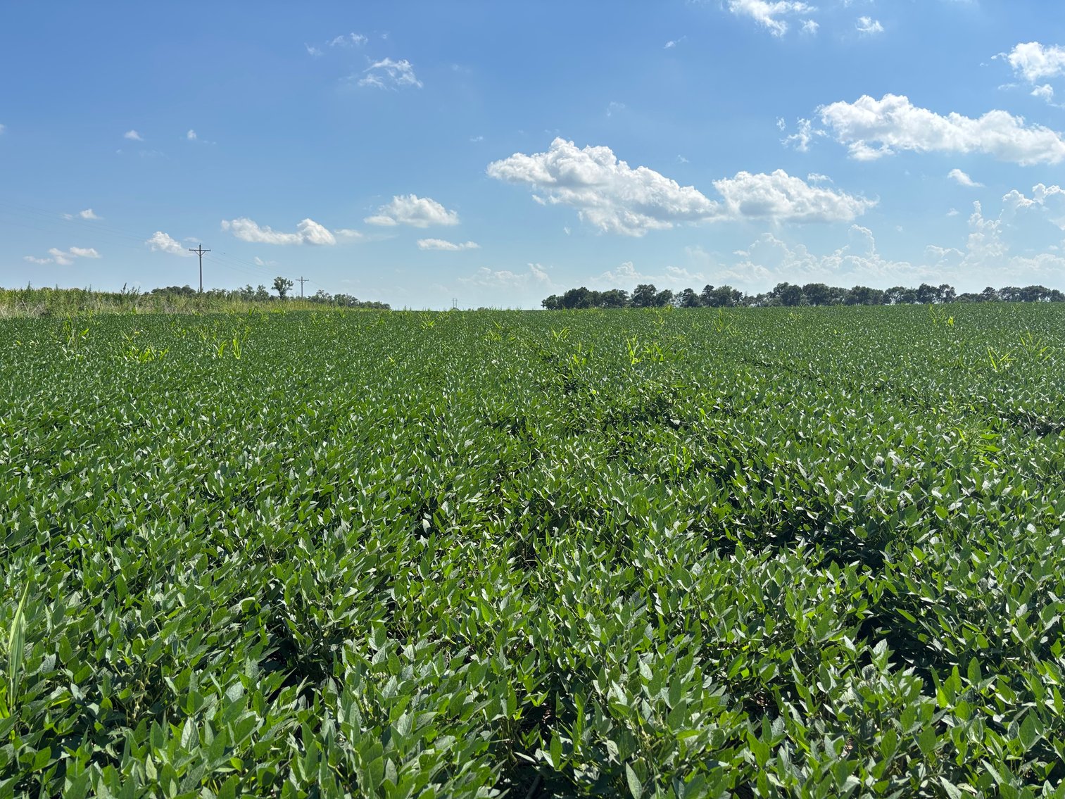 Image for 160+/- Acres in Holt County, NE North of Ewing