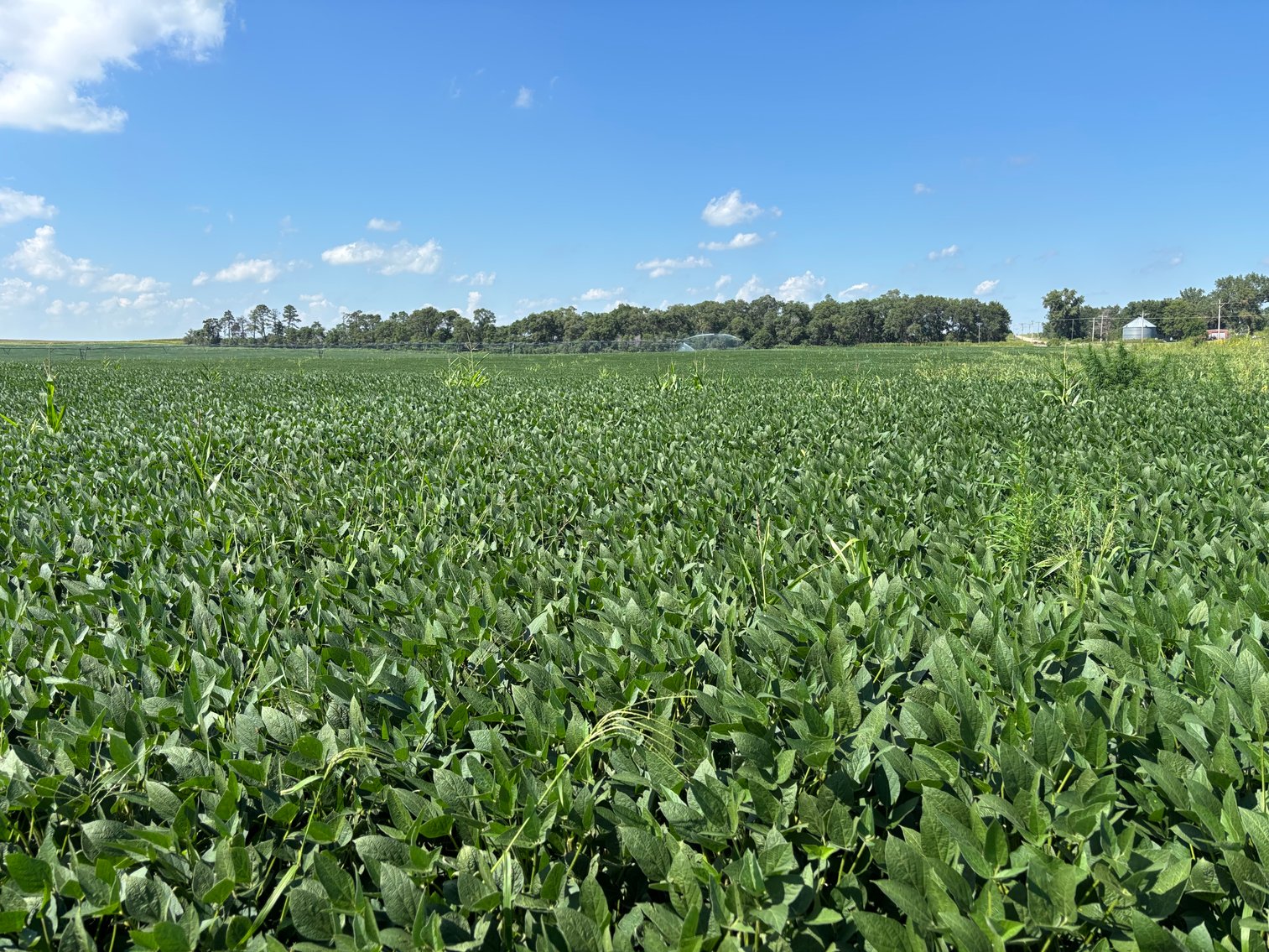 Image for 160+/- Acres in Holt County, NE North of Ewing