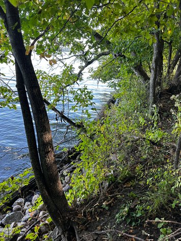 Image for Pope County - Goose Lake - Hunting/Lakeshore Land Auction