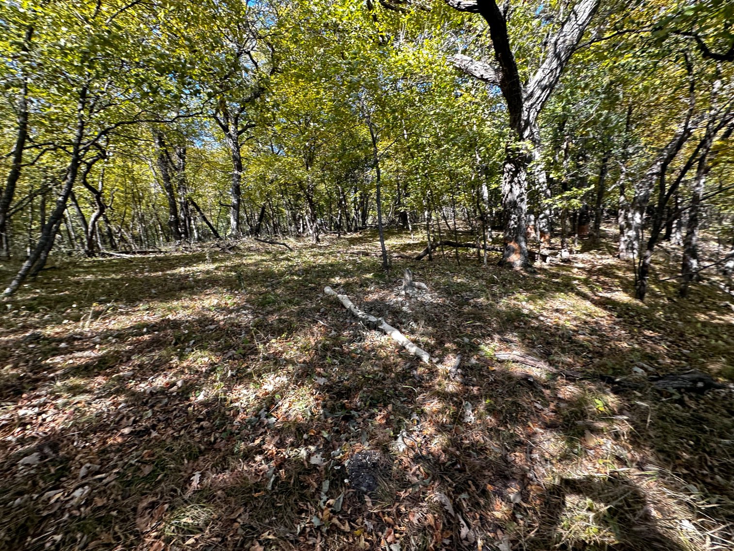 Image for Pope County - Goose Lake - Hunting/Lakeshore Land Auction