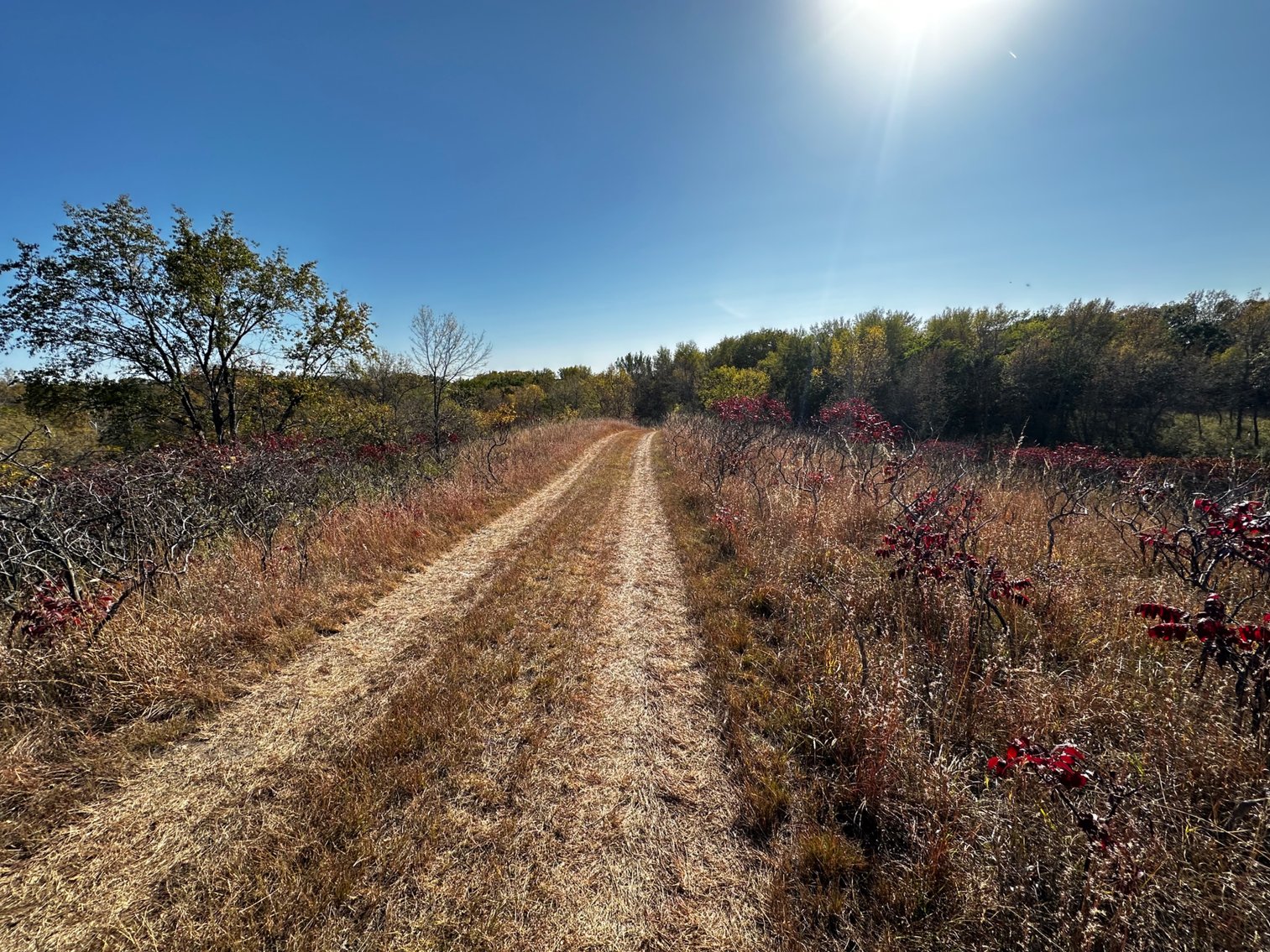 Image for Pope County - Goose Lake - Hunting/Lakeshore Land Auction