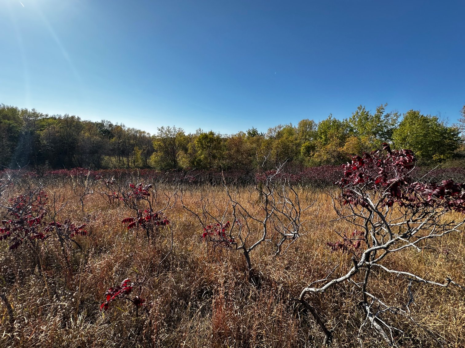Image for Pope County - Goose Lake - Hunting/Lakeshore Land Auction