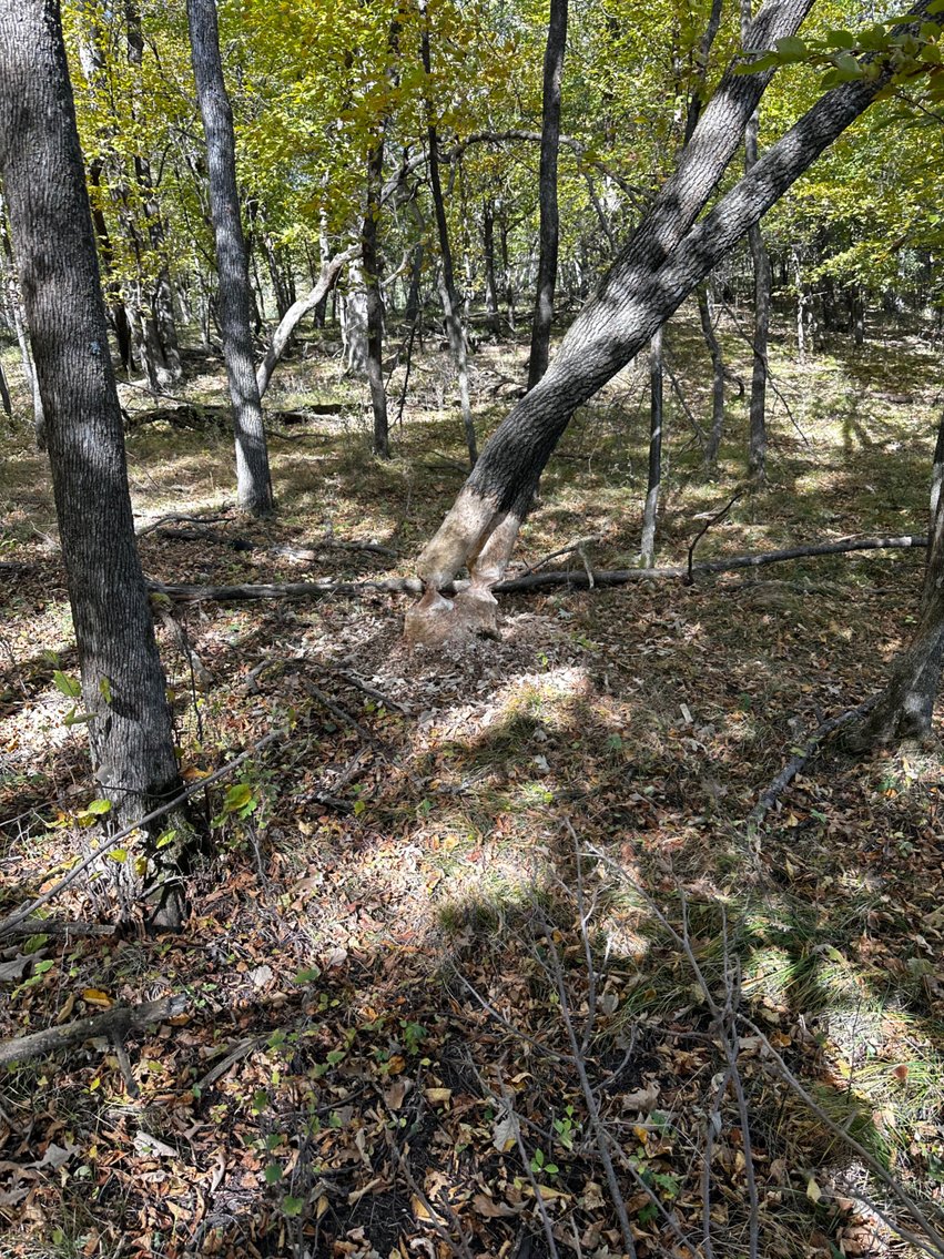 Image for Pope County - Goose Lake - Hunting/Lakeshore Land Auction