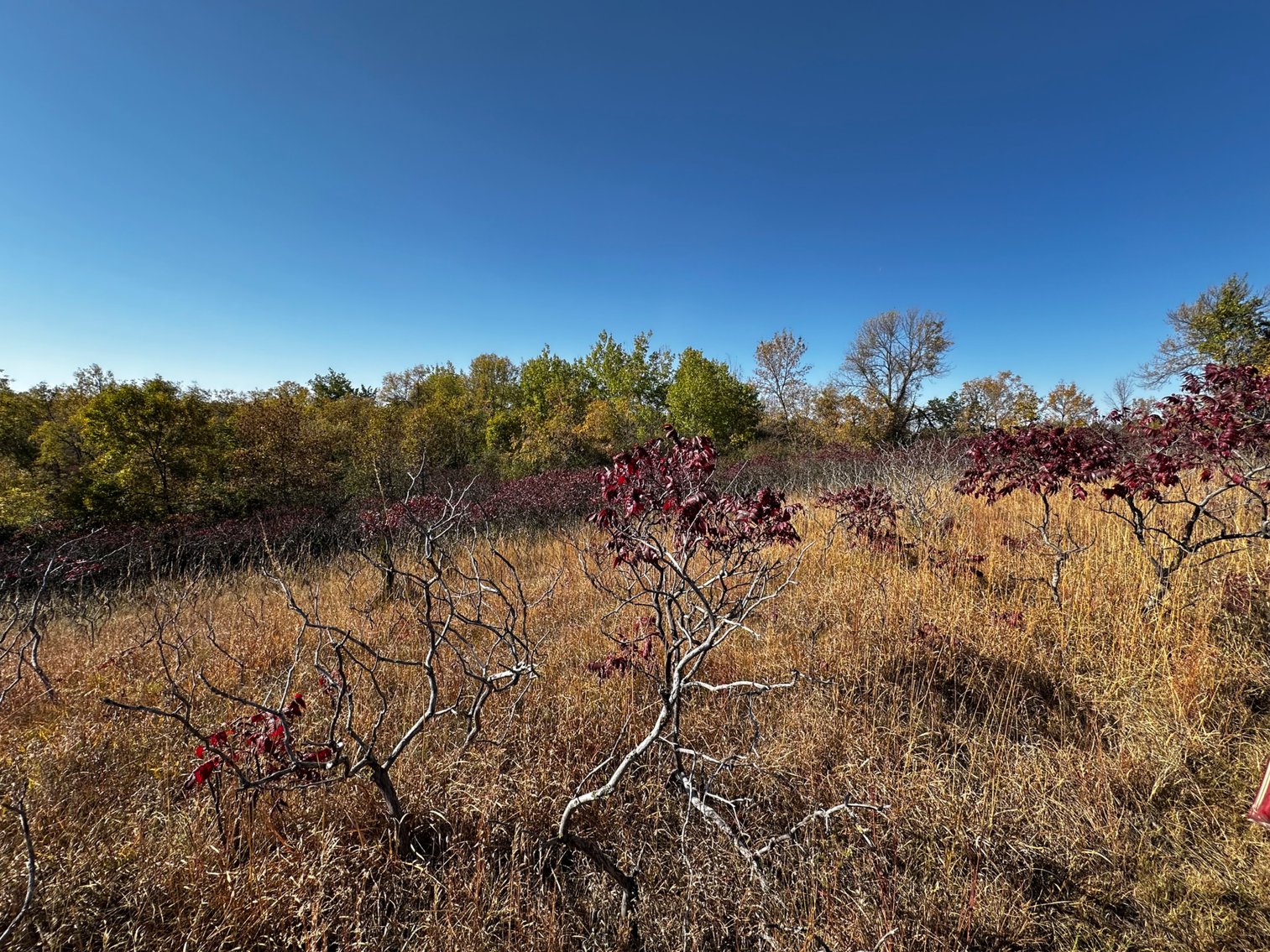 Image for Pope County - Goose Lake - Hunting/Lakeshore Land Auction