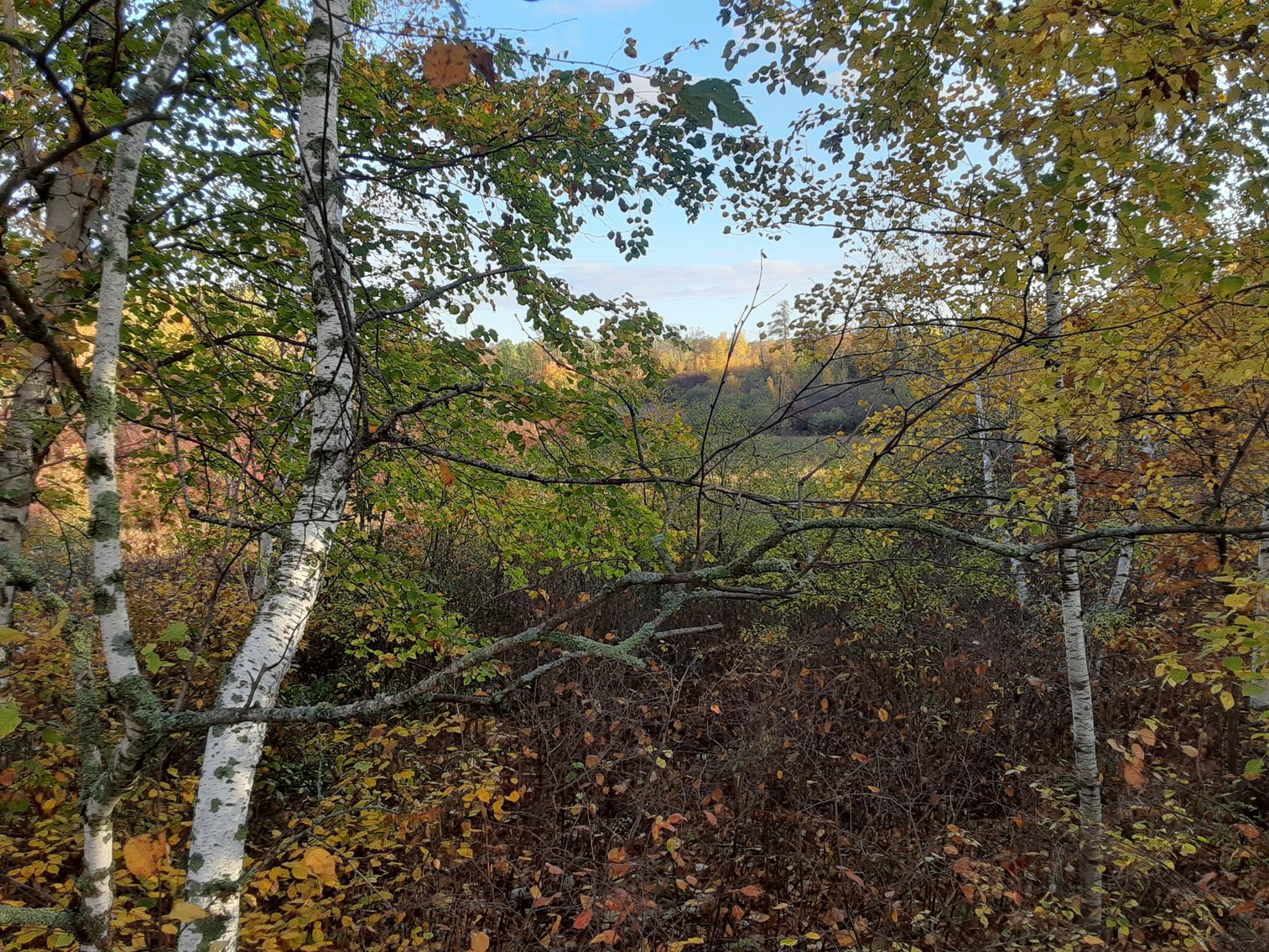 Image for Hunting/Recreation Land Hubbard County MN Online Only Auction