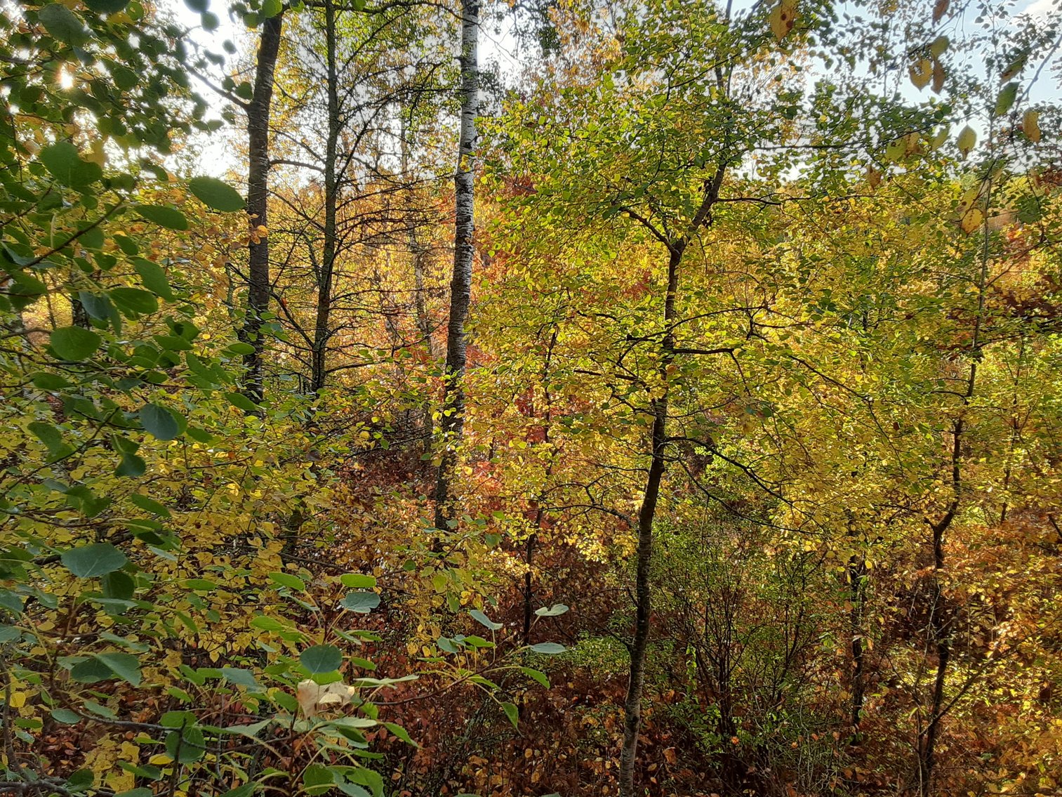 Image for Hunting/Recreation Land Hubbard County MN Online Only Auction