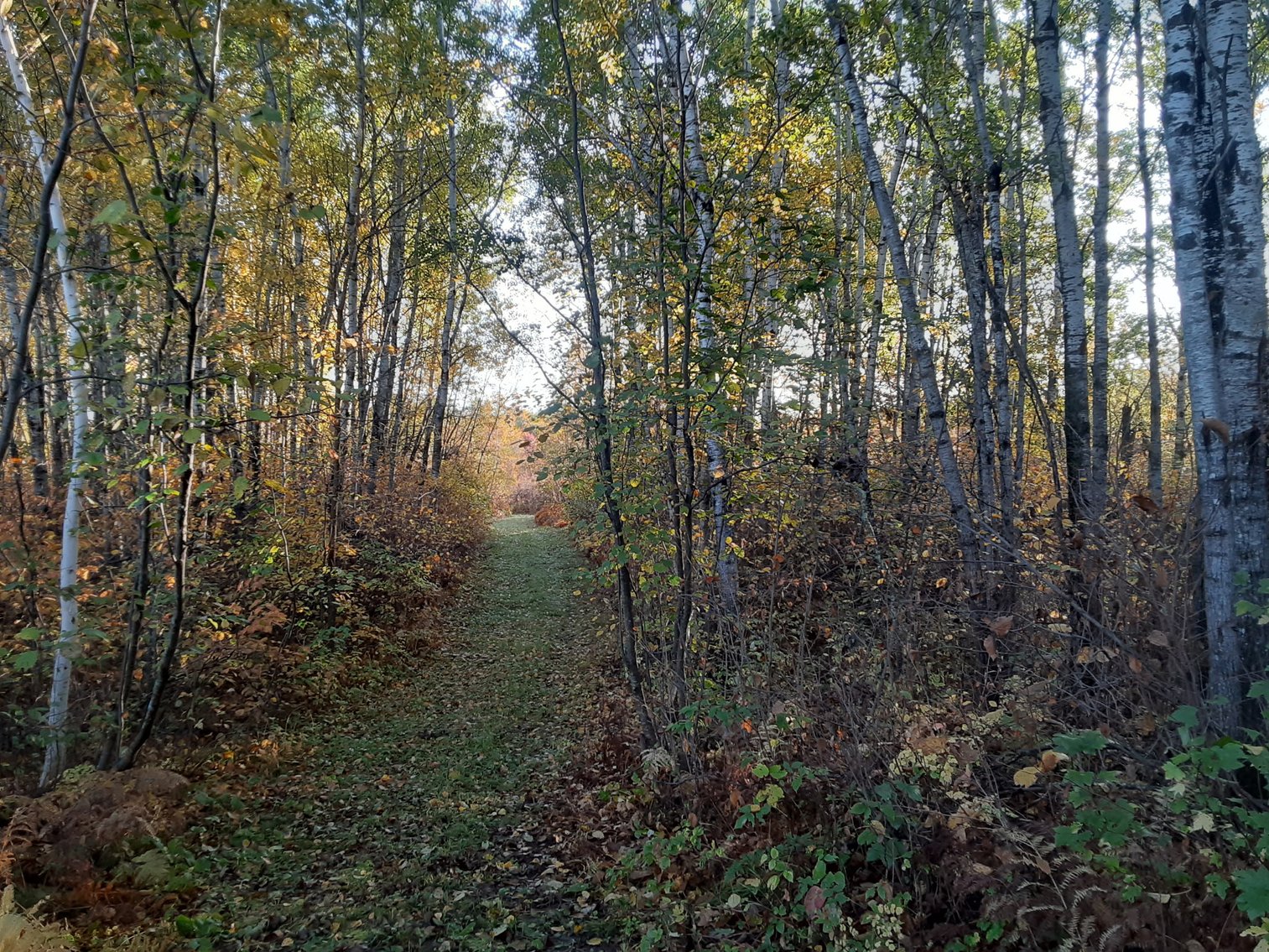 Image for Hunting/Recreation Land Hubbard County MN Online Only Auction