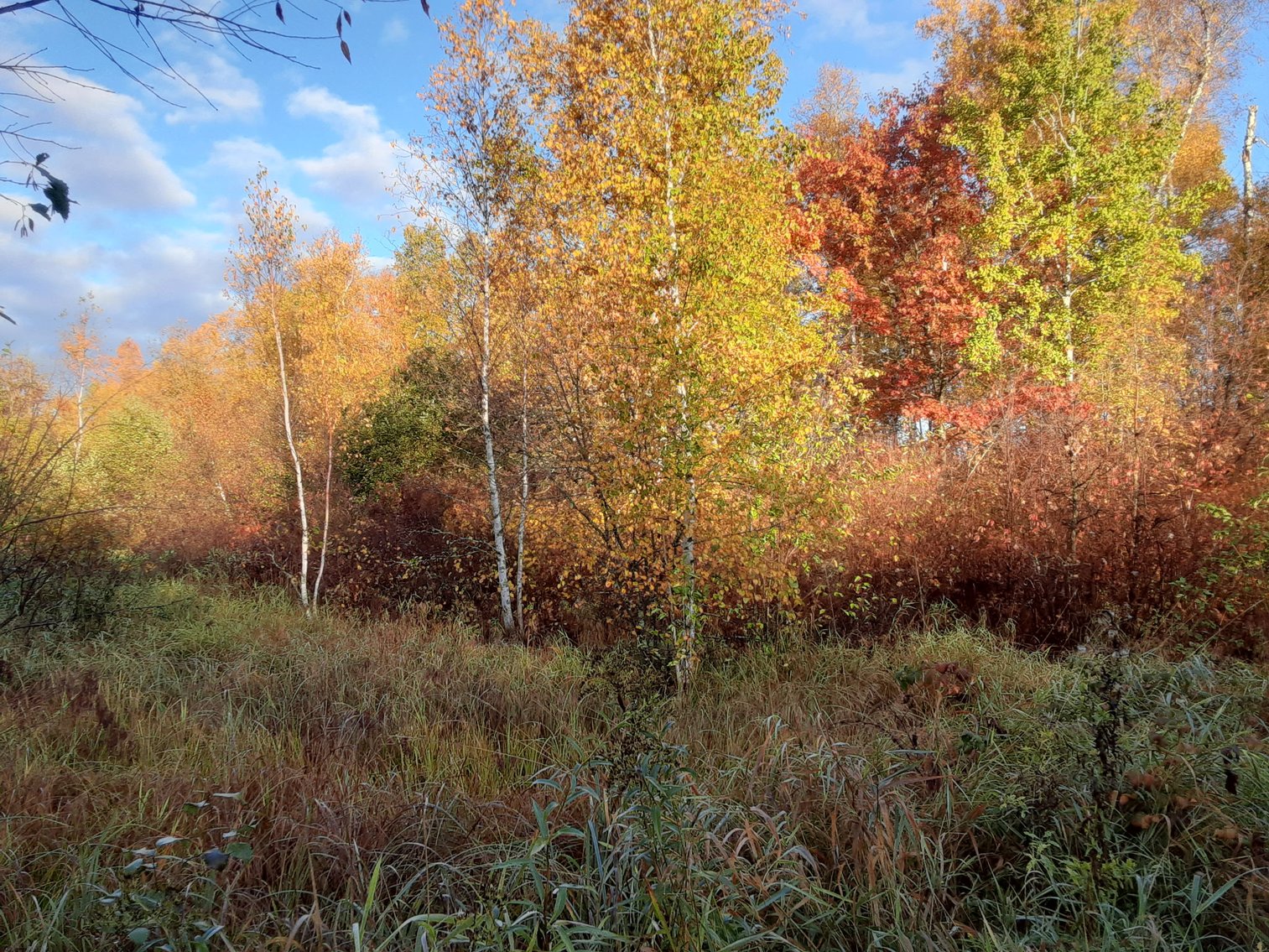 Image for Hunting/Recreation Land Hubbard County MN Online Only Auction