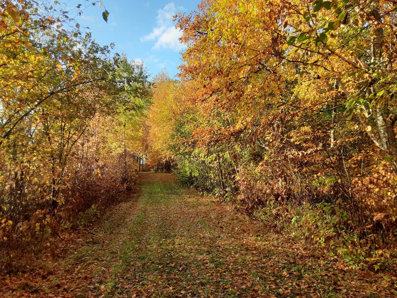 Image for Hunting/Recreation Land Hubbard County MN Online Only Auction