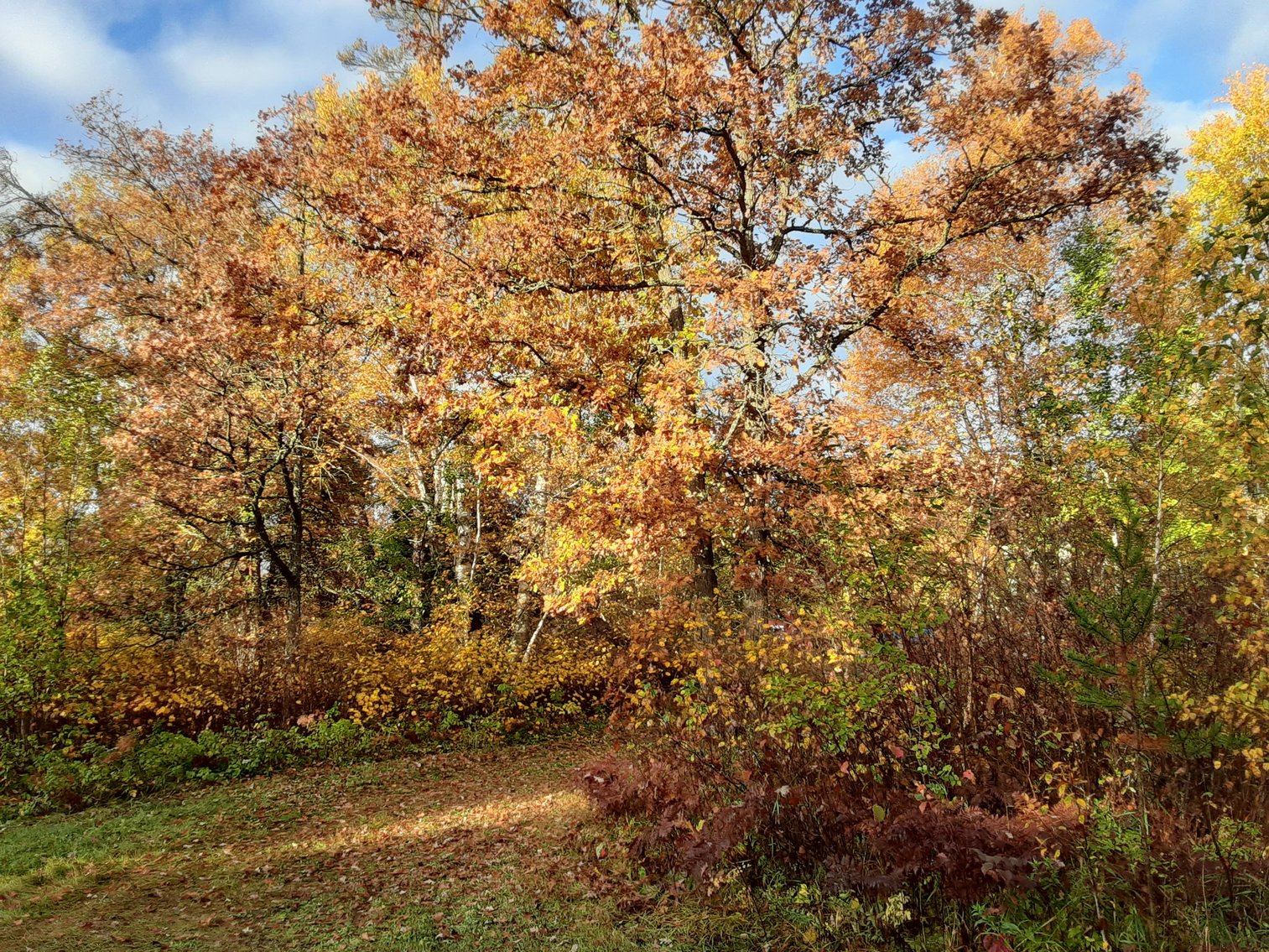 Image for Hunting/Recreation Land Hubbard County MN Online Only Auction