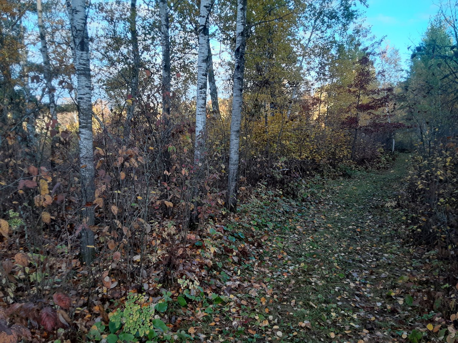 Image for Hunting/Recreation Land Hubbard County MN Online Only Auction
