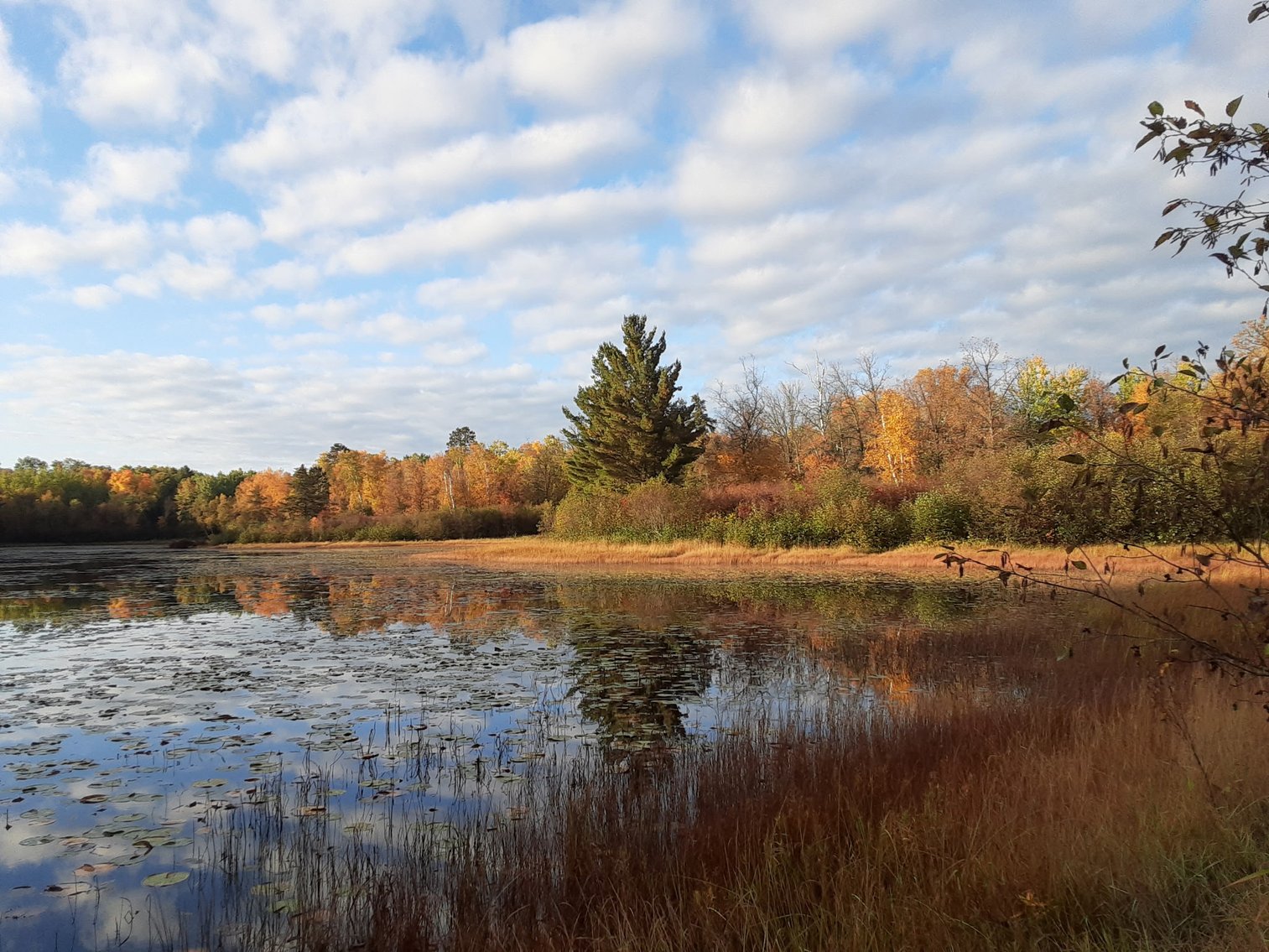 Image for Hunting/Recreation Land Hubbard County MN Online Only Auction