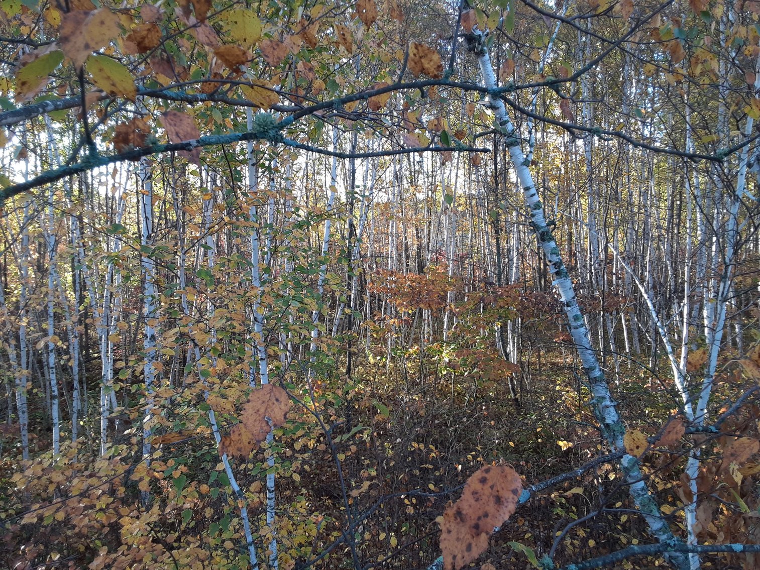 Image for Hunting/Recreation Land Hubbard County MN Online Only Auction