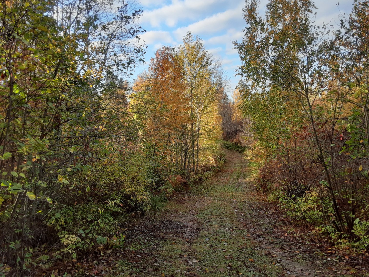Image for Hunting/Recreation Land Hubbard County MN Online Only Auction
