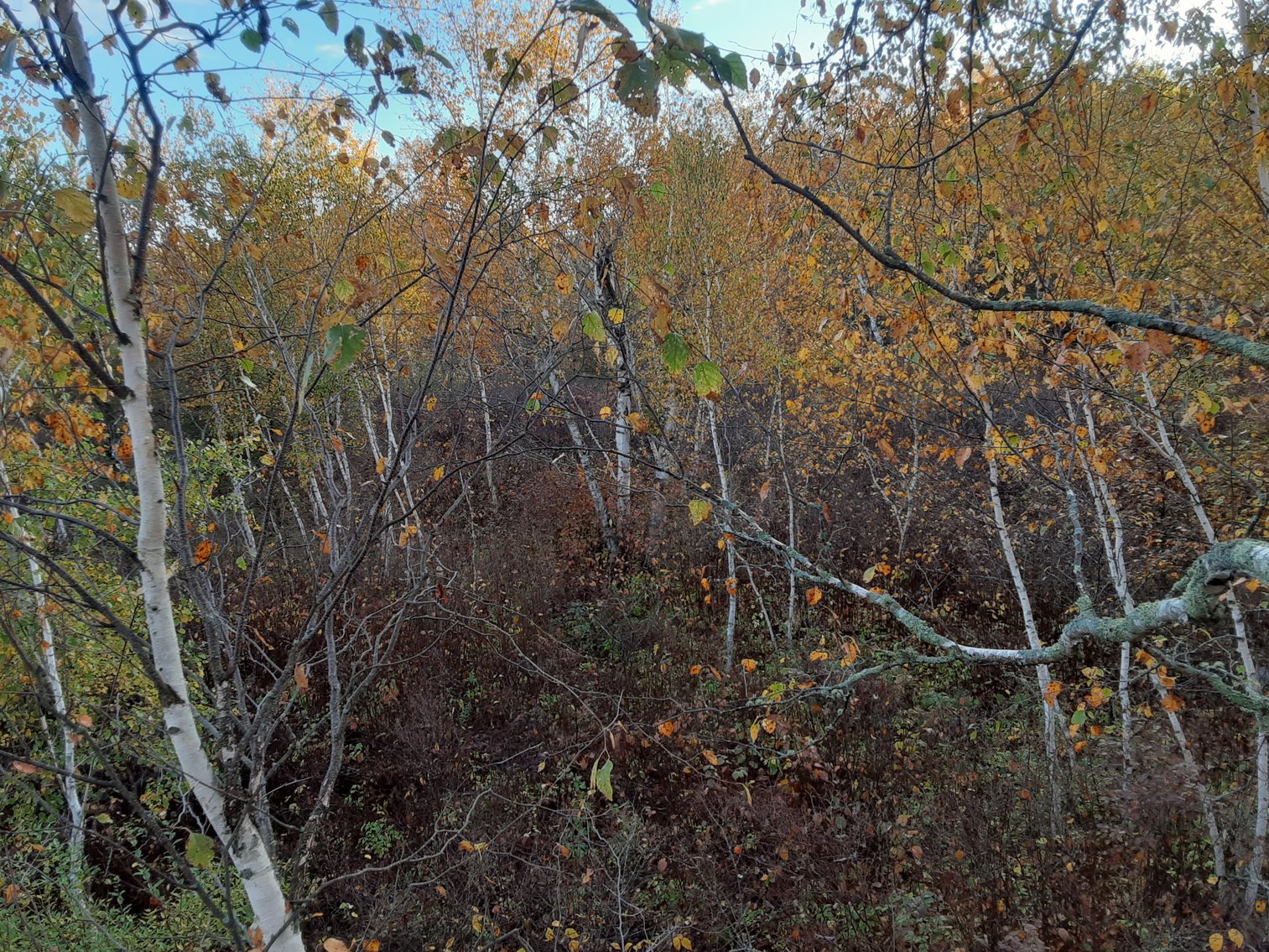 Image for Hunting/Recreation Land Hubbard County MN Online Only Auction