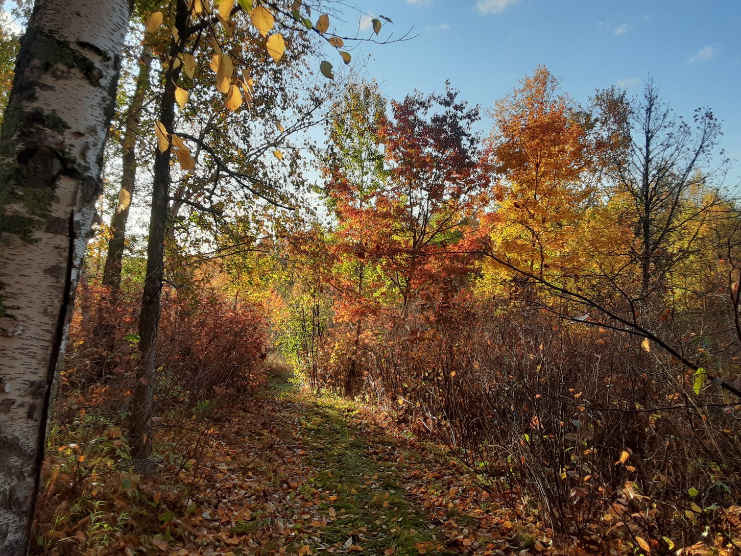 Image for Hunting/Recreation Land Hubbard County MN Online Only Auction