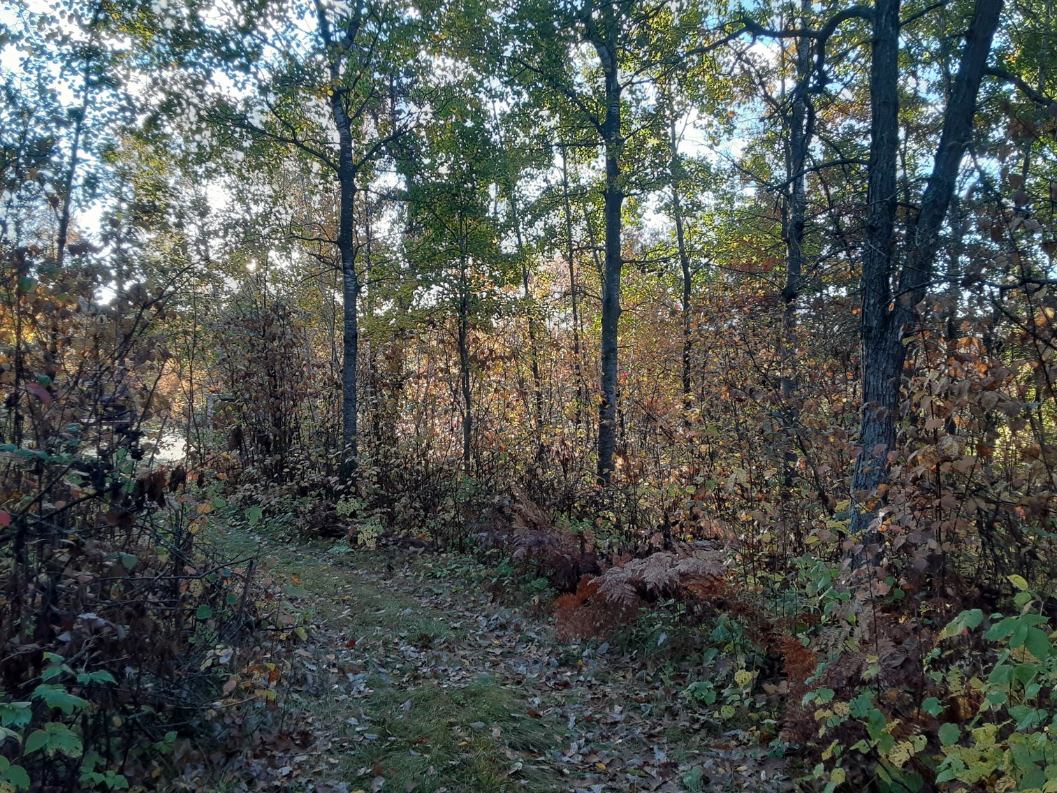 Image for Hunting/Recreation Land Hubbard County MN Online Only Auction