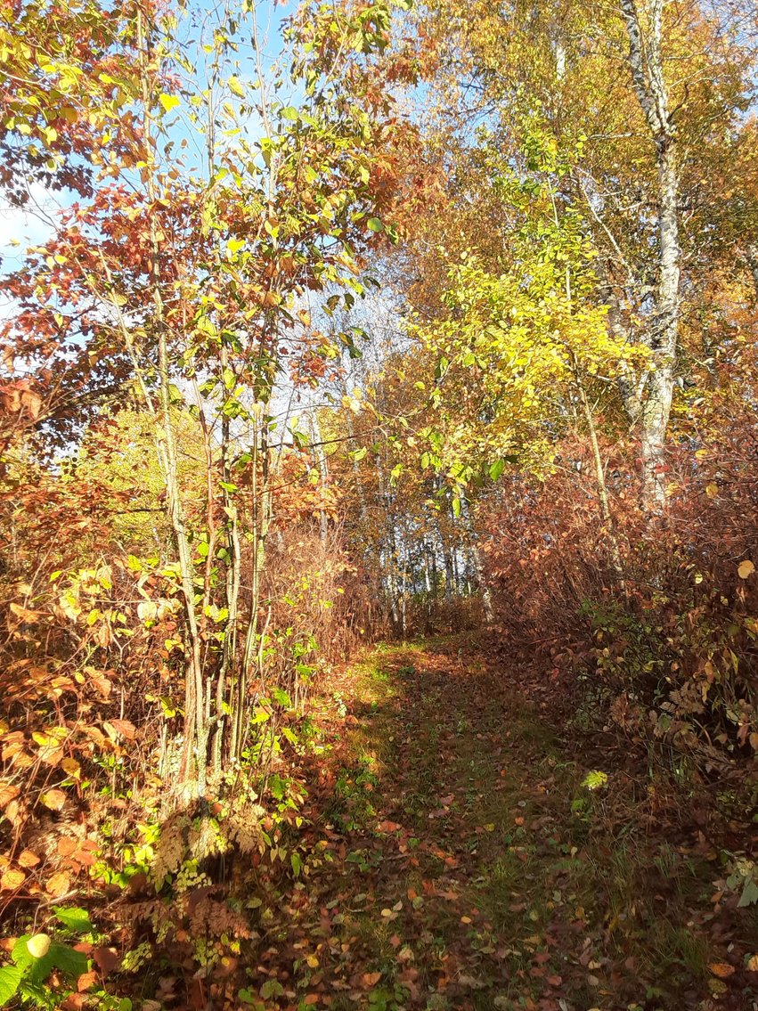 Image for Hunting/Recreation Land Hubbard County MN Online Only Auction