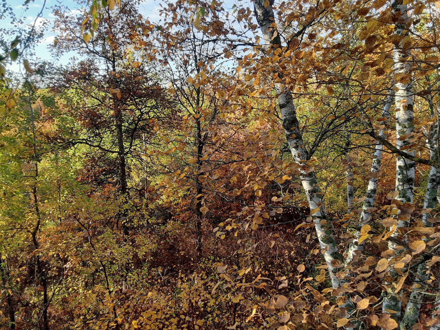 Image for Hunting/Recreation Land Hubbard County MN Online Only Auction