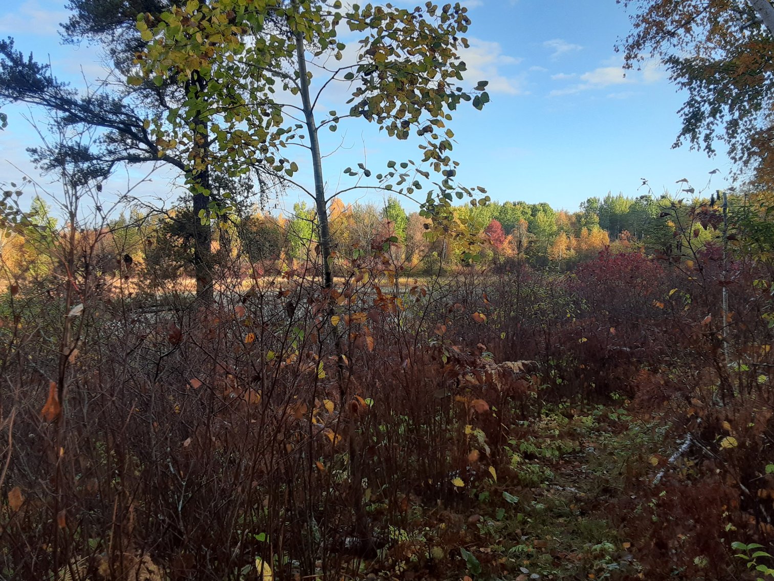 Image for Hunting/Recreation Land Hubbard County MN Online Only Auction