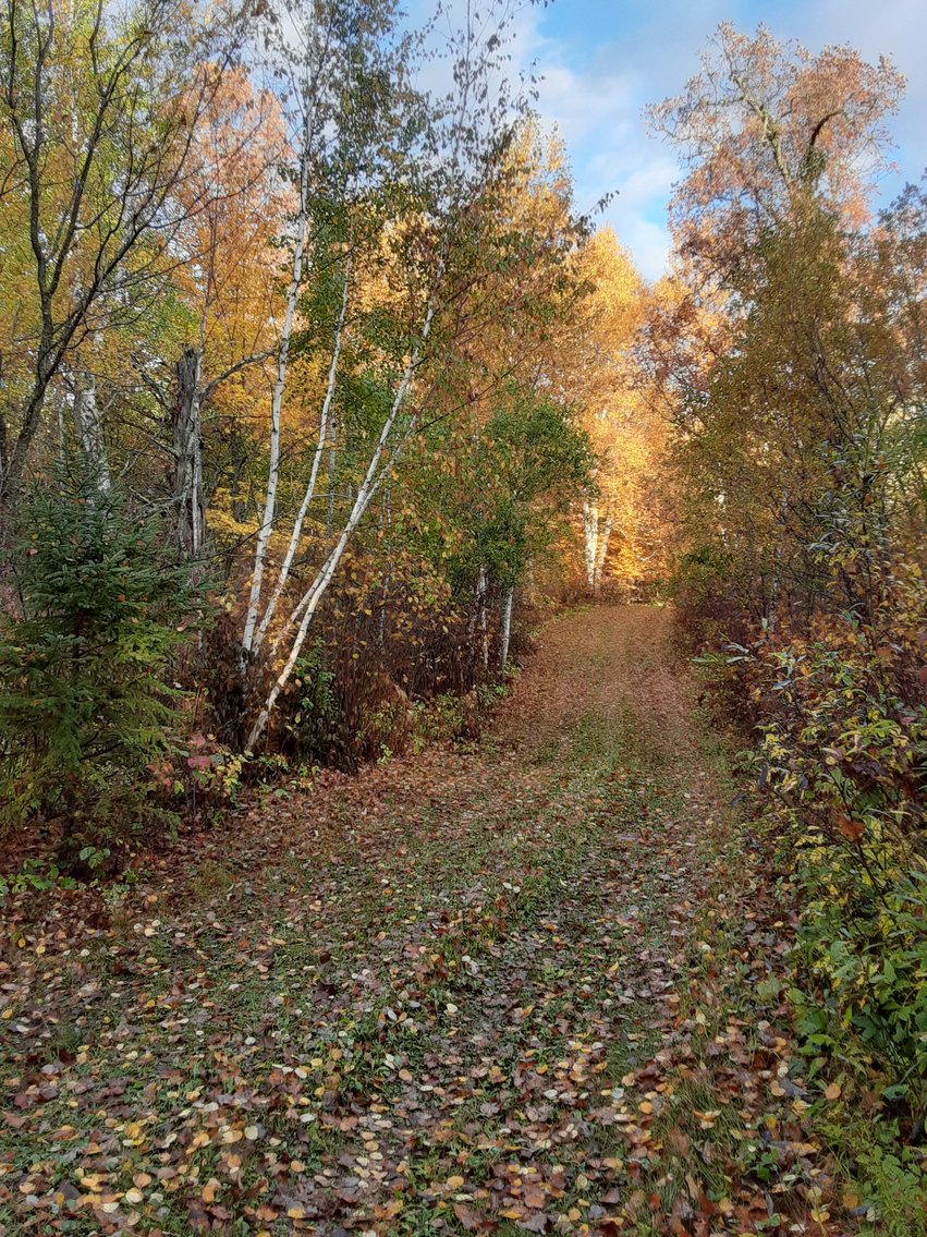 Image for Hunting/Recreation Land Hubbard County MN Online Only Auction