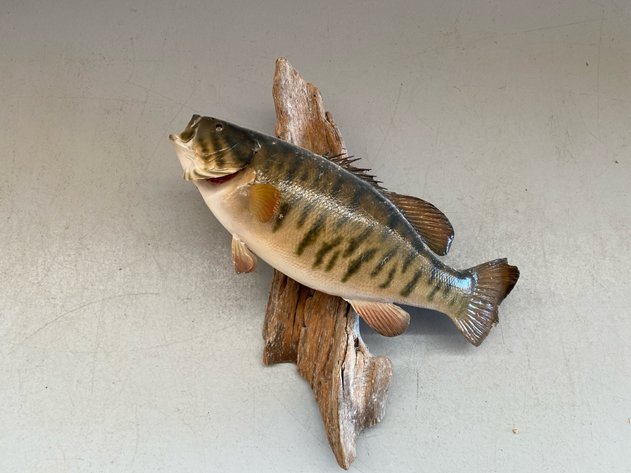 Image for MOUNT