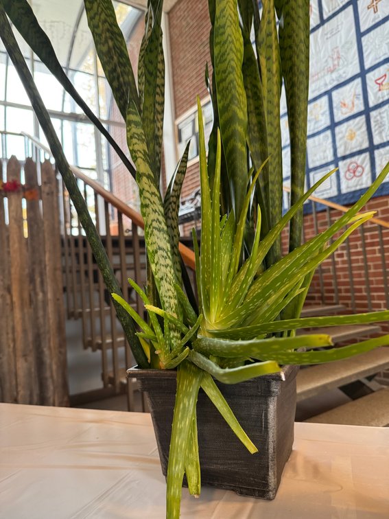 Snake Plant and Aloe Planter