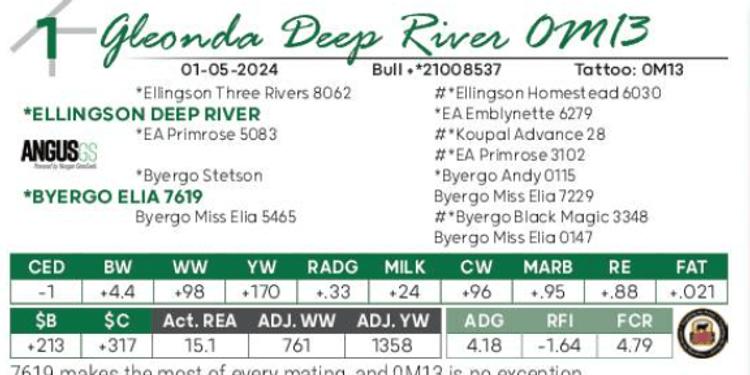 Image for Gleonda Angus Farms 65th Anniversary Sale