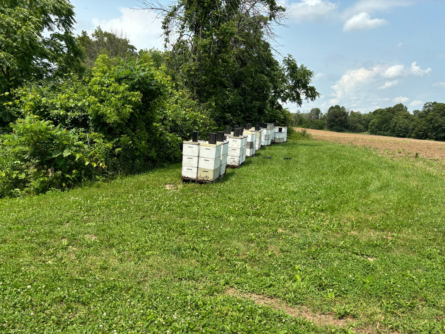 Image for 22 Acres Vacant Land, Kohlhoff Ln, Watertown For Sale by Online Bidding