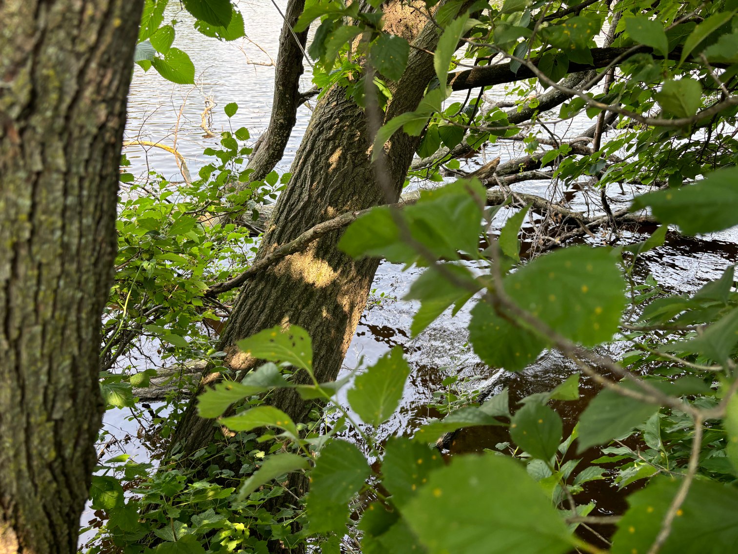 Image for 22 Acres Vacant Land, Kohlhoff Ln, Watertown For Sale by Online Bidding