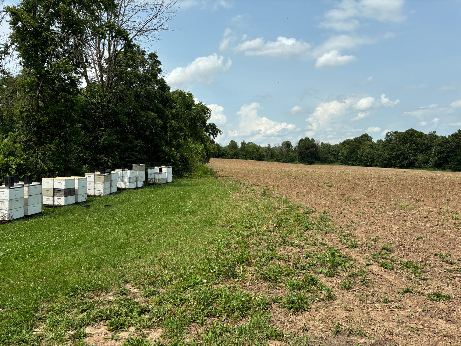 Image for 22 Acres Vacant Land, Kohlhoff Ln, Watertown For Sale by Online Bidding