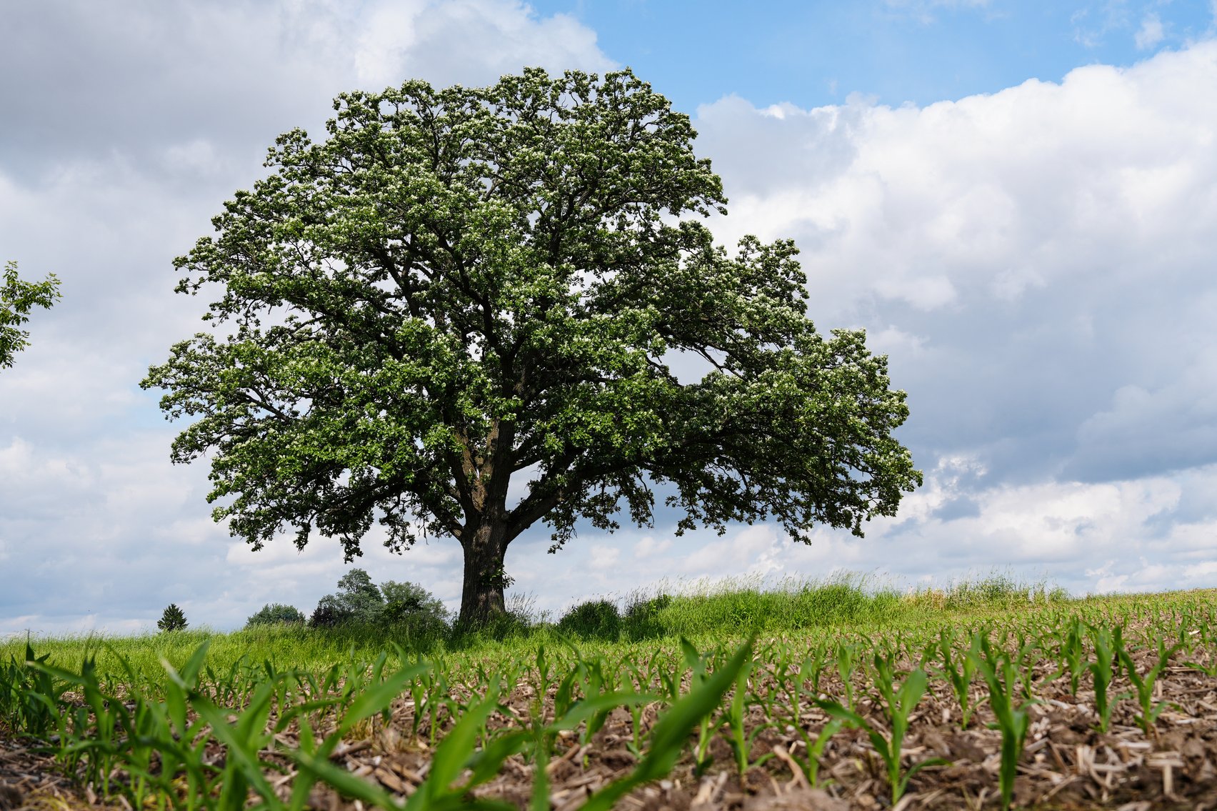 Image for Columbus, WI - 38 acre Vacant Land For Sale